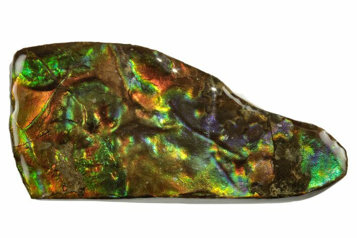 Iridescent Ammolite (Fossil Ammonite Shell) - Alberta, Canada #222691